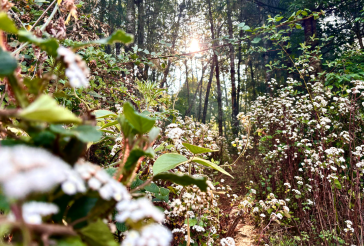 花期不等人，我們從未錯過～